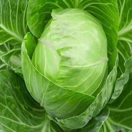 Cabbage (Patta Gobi) Kobij