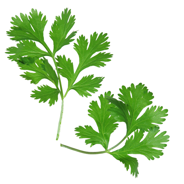 Coriander Leaves (Dhania)