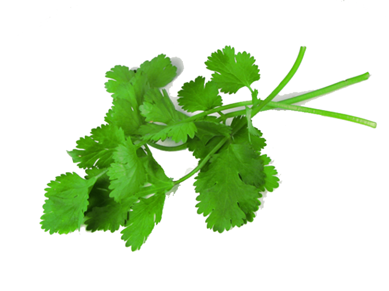 Coriander Leaves (Dhania)