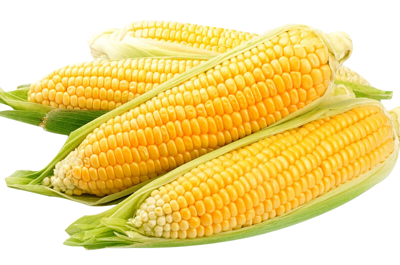 Fresh Sweet Corn (Makkai)