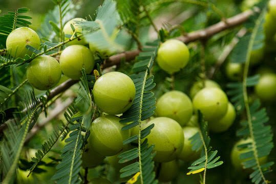 Premium Fresh Indian Gooseberry (Amla)