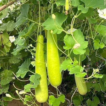 Fresh Bottle Gourd (Dudhi / Lauki)