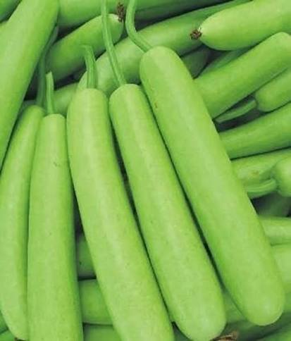 Fresh Bottle Gourd (Dudhi / Lauki)