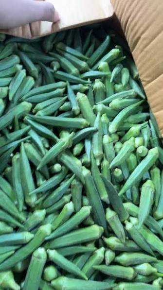Premium Fresh Lady’s Finger (Okra / Bhindi)