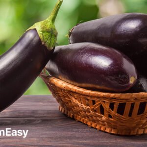 Premium Black Eggplant (Black Brinjal / Ringan)
