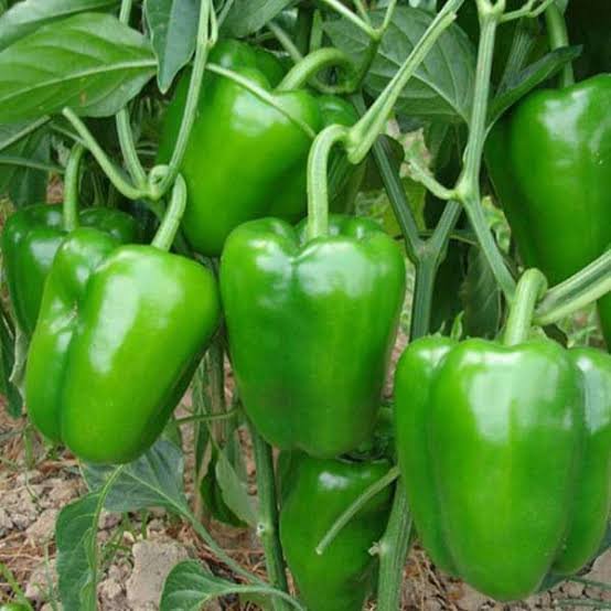 Green Capcicum