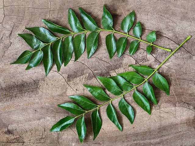 Premium Fresh Curry Leaves (Kadi Patta)