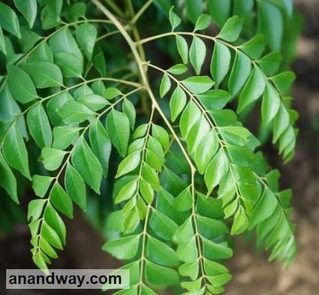Premium Fresh Curry Leaves (Kadi Patta)