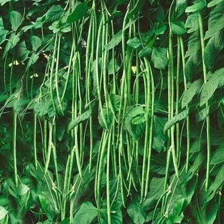 Premium Green Long Beans (Choli / Chawli )