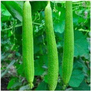 Premium Sponge Gourd (Galka / Ghisoda / Smooth Luffa)