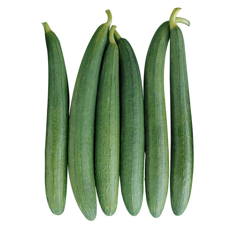 Premium Sponge Gourd (Galka / Ghisoda / Smooth Luffa)