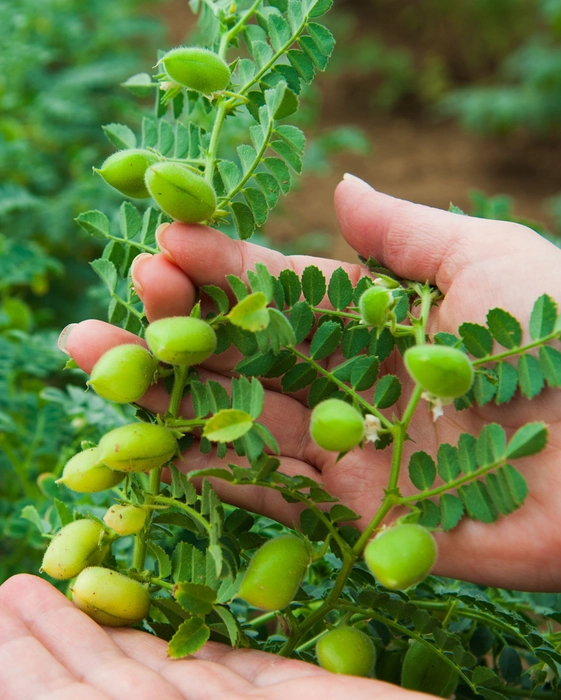 Premium Fresh Green Chickpeas (Lila Chana / Hara Chana)