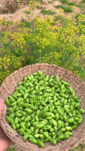 Premium Fresh Green Chickpeas (Lila Chana / Hara Chana)