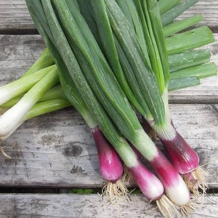 Fresh Spring Onion (Lii Pyaz-Hara Pyaz)