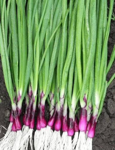 Fresh Spring Onion (Lii Pyaz-Hara Pyaz)