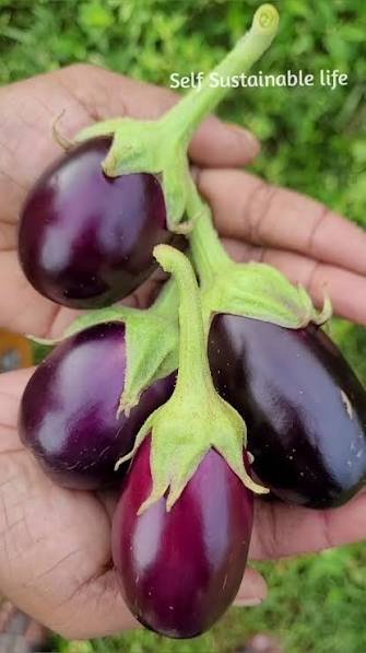 Premium Pink Striped Round Brinjal (Gulabi Chu Chu Ravaiya)