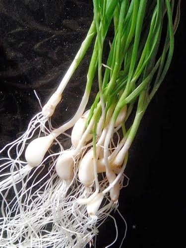 Fresh Green Garlic (Lilu lasan-Hara lasan)
