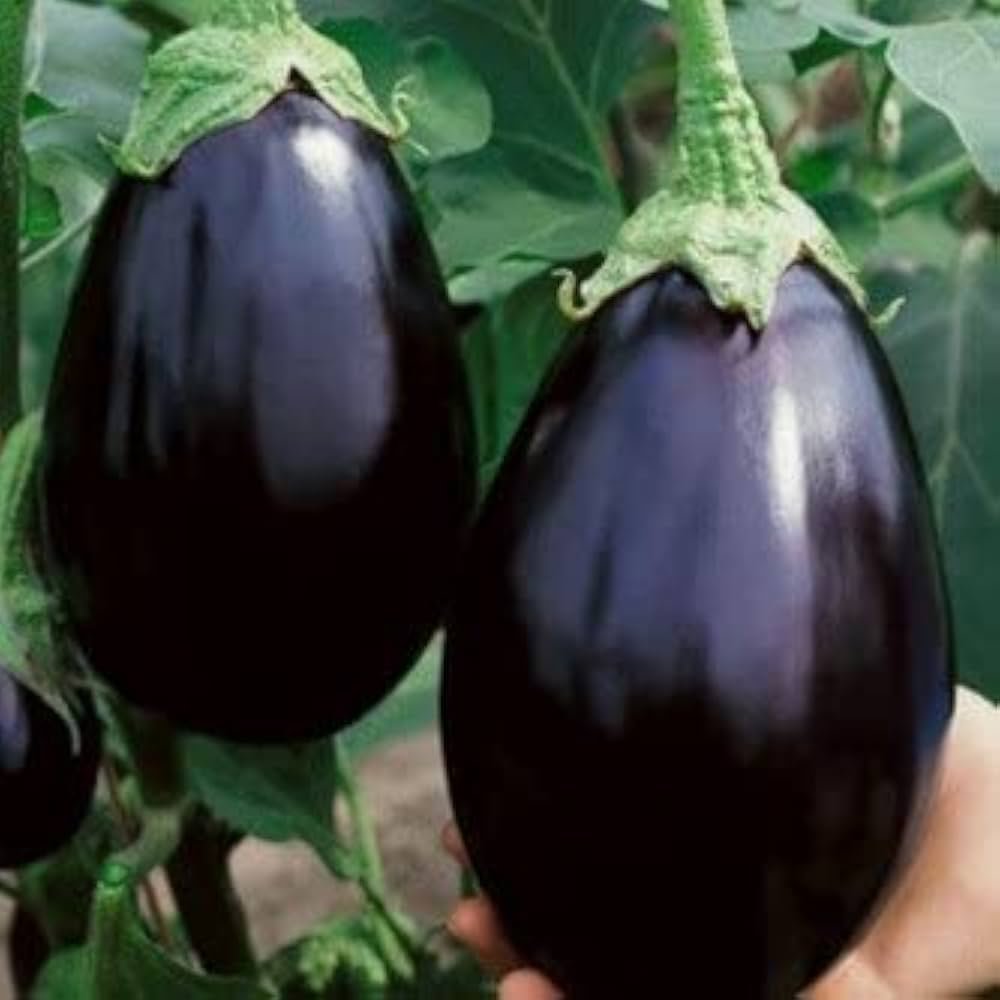 Premium Large Black Eggplant (Kala Bhatha / Bharta Baingan)