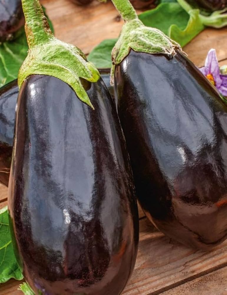 Premium Large Black Eggplant (Kala Bhatha / Bharta Baingan)