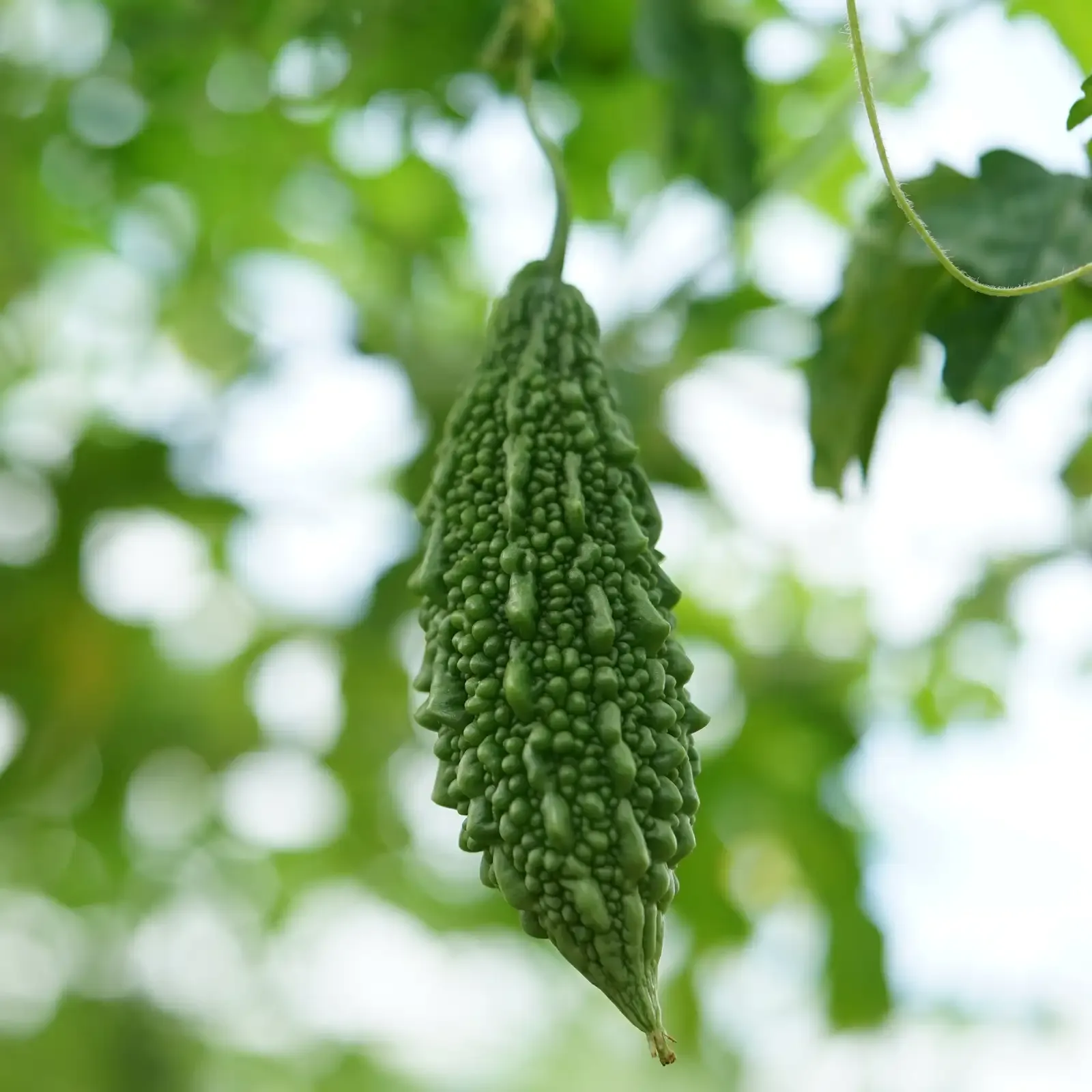 Premium Fresh Bitter Gourd (Karela)