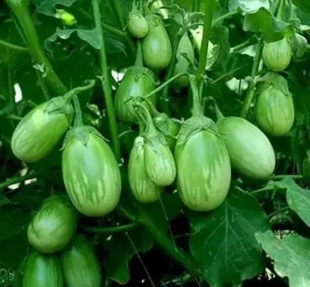 Premium Green Round Brinjal (Lila Ravaiya / Green Baby Eggplant)