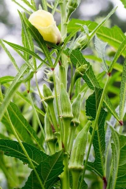 Premium Fresh Lady’s Finger (Okra / Bhindi)