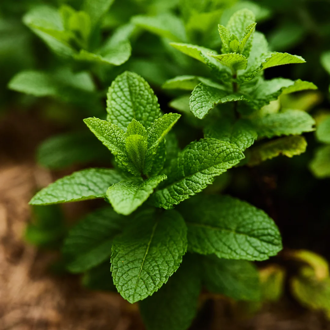 Premium Fresh Mint Leaves (Pudina)