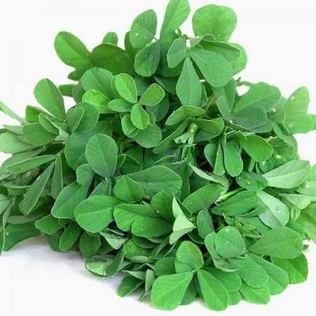 Premium Fresh Fenugreek Leaves (Methi)