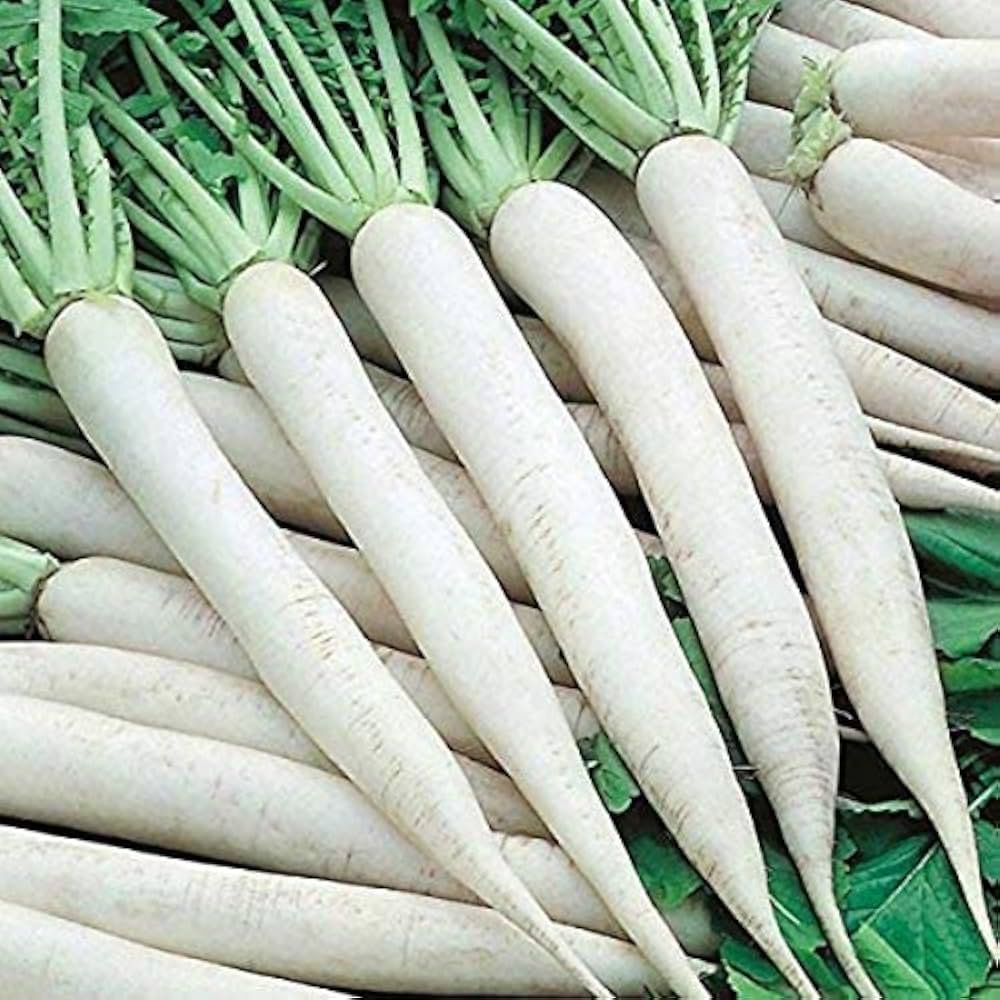 Premium Fresh White Radish (Mooli)