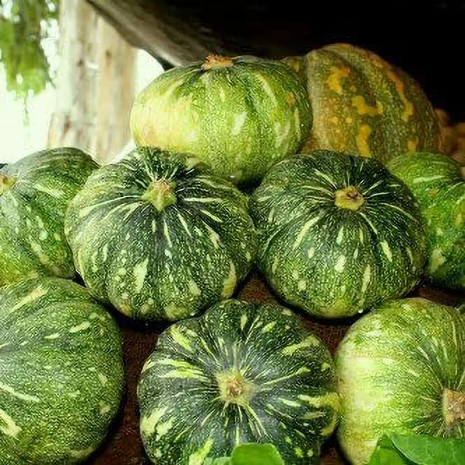 Premium Fresh Pumpkin (Kaddu / Bhopla)