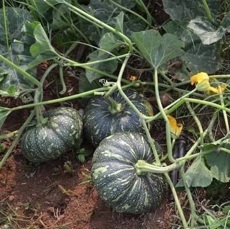 Premium Fresh Pumpkin (Kaddu / Bhopla)