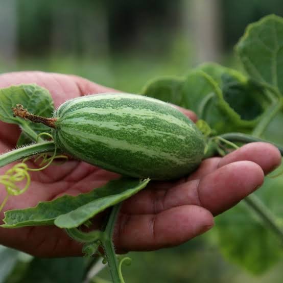Premium Pointed Gourd (Parvar / Parval)