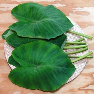 Premium Fresh Patra (Patarveliya / Taro Leaves)