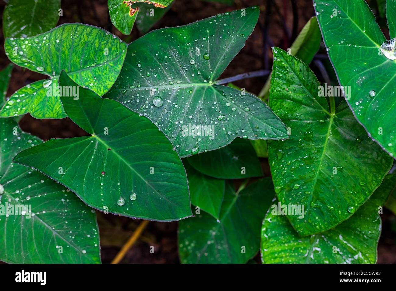 Premium Fresh Patra (Patarveliya / Taro Leaves)