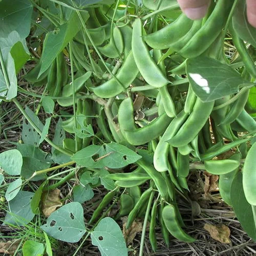 Fresh  Premium Indian Flat Beans (Valor Papdi )