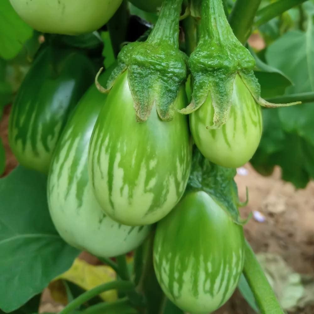 Premium Green Round Brinjal (Lila Ravaiya / Green Baby Eggplant)