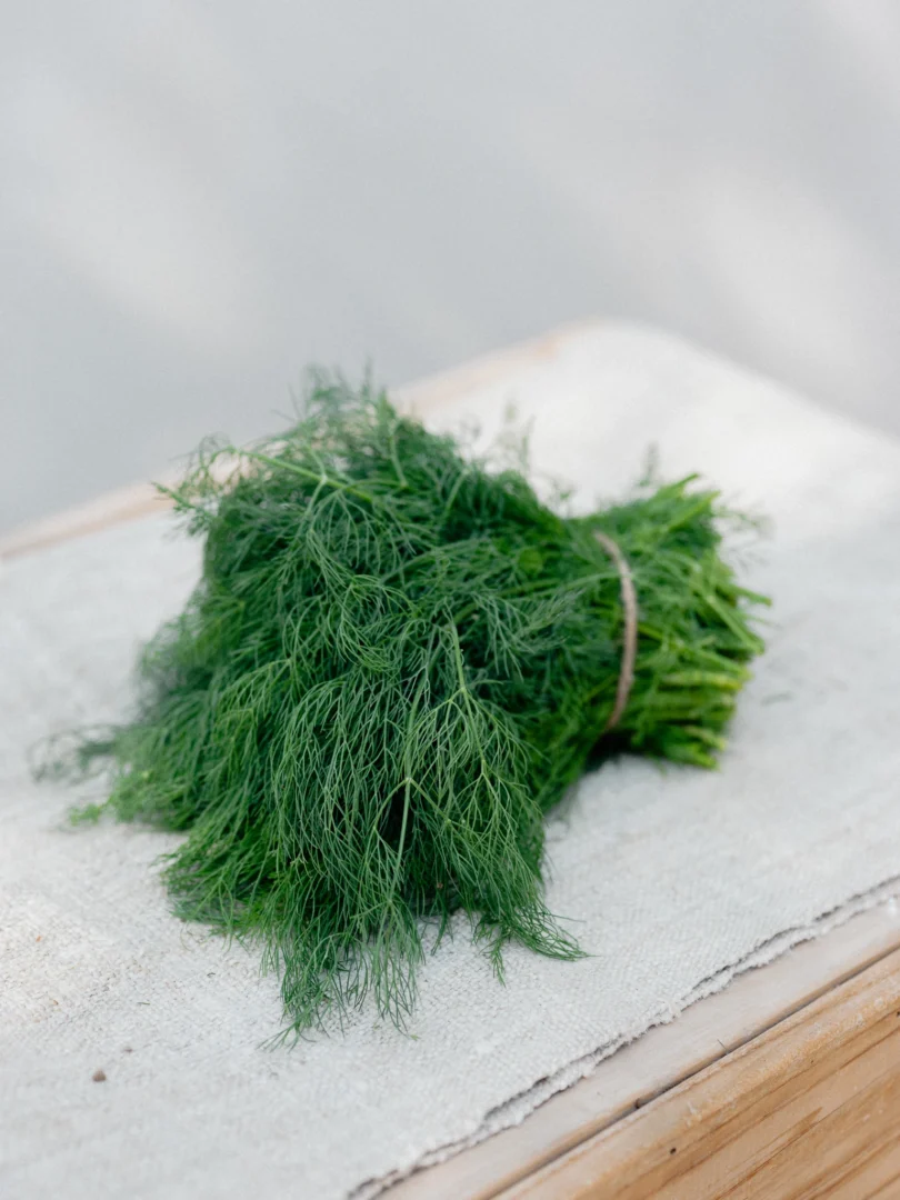 Premium Fresh Dill Leaves (Suva / Shepu)