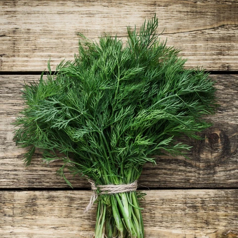 Premium Fresh Dill Leaves (Suva / Shepu)