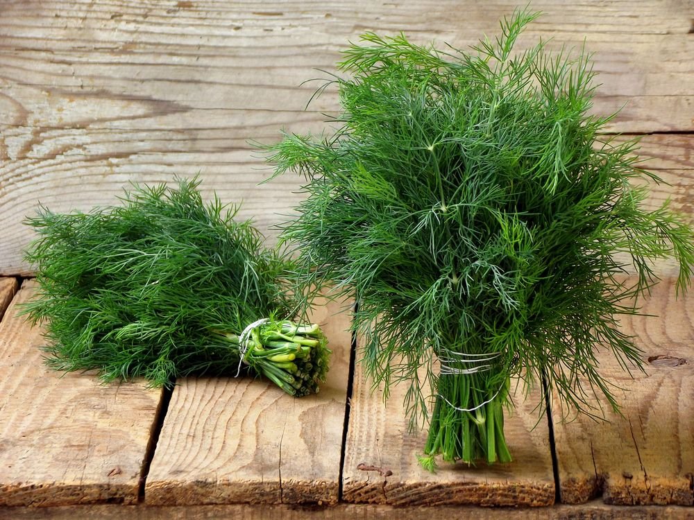 Premium Fresh Dill Leaves (Suva / Shepu)