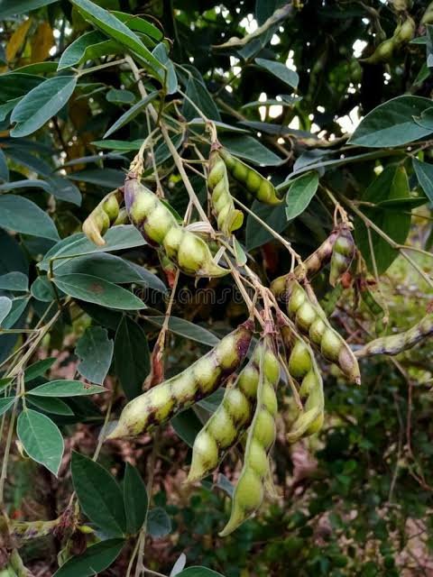 Fresh Green Pigeon Peas(Tuver- Green Toor)