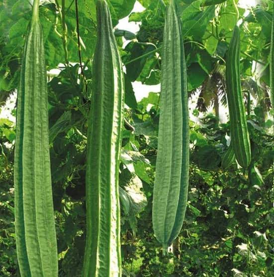 Premium Ridge Gourd (Turiya / Turai)