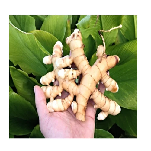 Premium White Turmeric (White Haldi / Amba Haldi / Mango Ginger)