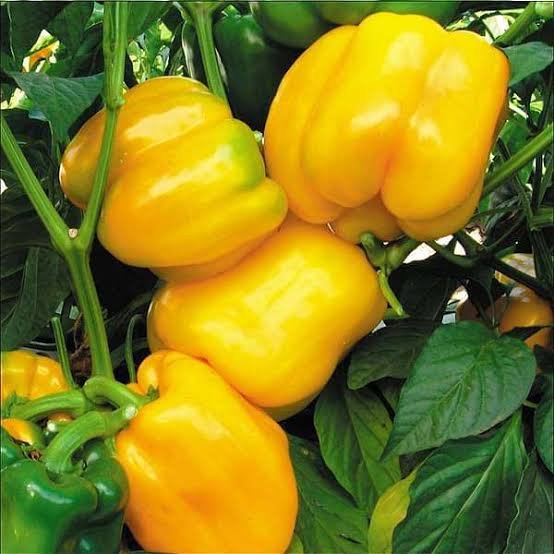 Yellow Capcicum